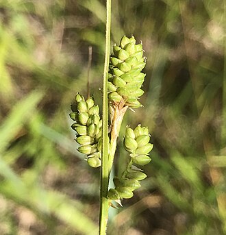 Hairy Green Sedge (Carex hirsutella)