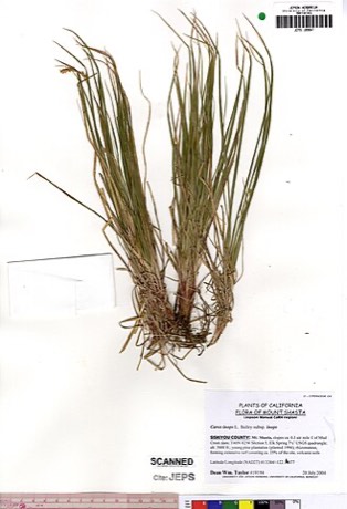 Sun Sedge (Carex inops)