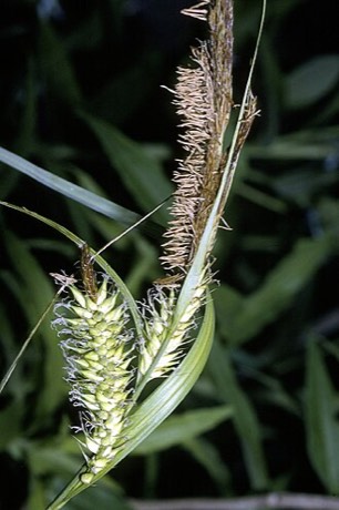 Lakebank Sedge (Carex lacustris)