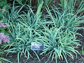 Creeping Sedge (Carex laxiculmis)