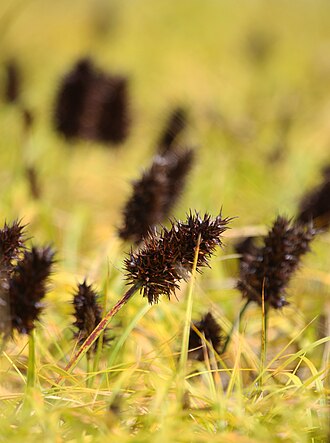 Largehead Sedge (Carex macrocephala)