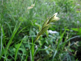 Palm Sedge (Carex muskingumensis)