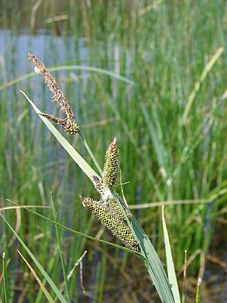 Nebraska Sedge (Carex nebrascensis)
