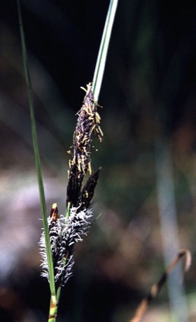 Slough Sedge (Carex obnupta)