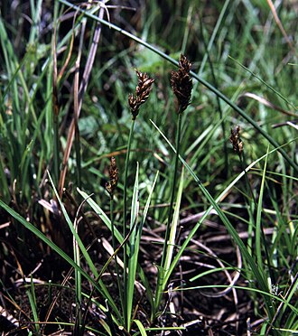Sand Dune Sedge (Carex pansa)