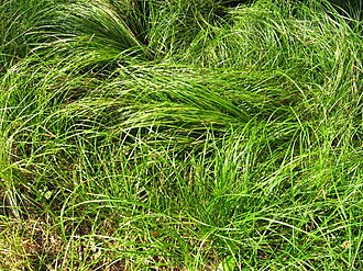 Pennsylvania Sedge (Carex pensylvanica)
