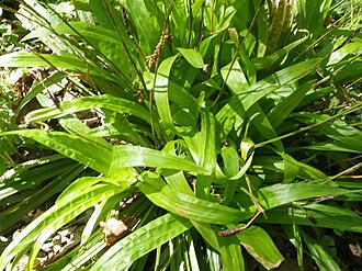 Plantain-leaved Sedge (Carex plantaginea)