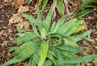 Broad-leaved Sedge (Carex platyphylla)