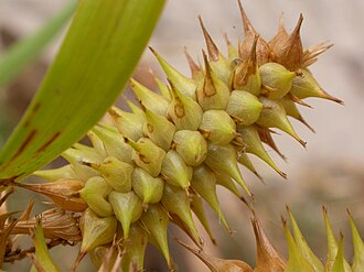 Knotsheath Sedge (Carex retrorsa)