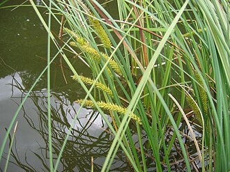 Beaked Sedge (Carex rostrata)