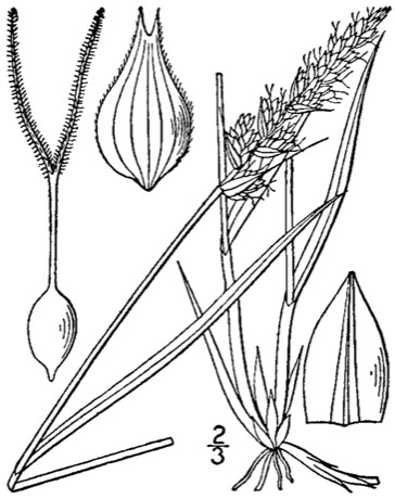 Sartwell's Sedge (Carex sartwellii)
