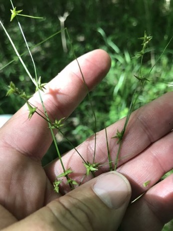 Low Woodland Sedge (Carex socialis)