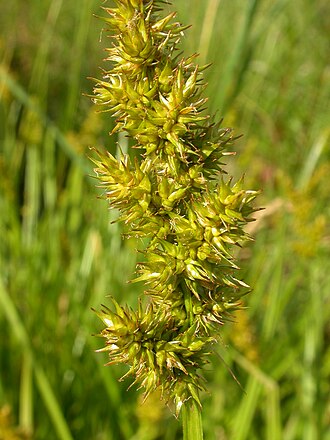 Awlfruit Sedge (Carex stipata)