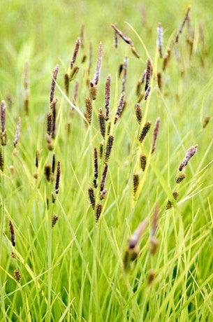 Tussock Sedge (Carex stricta)