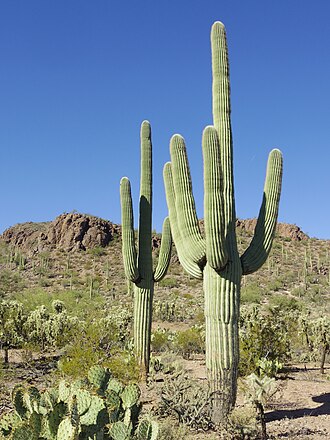 Saguaro (Carnegiea gigantea)
