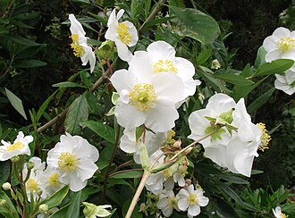 Bush Anemone (Carpenteria californica)