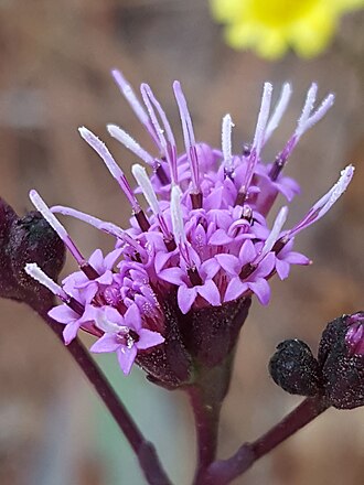 Vanillaleaf (Carphephorus odoratissimus)