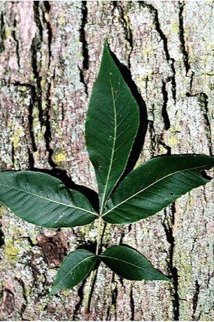 Pignut Hickory (Carya glabra)