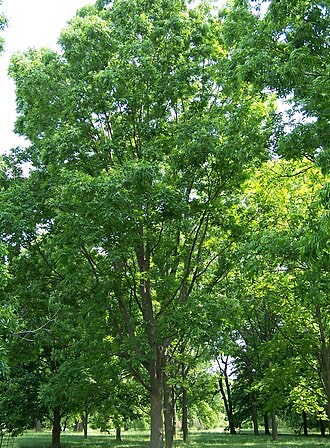Pecan (Carya illinoinensis)
