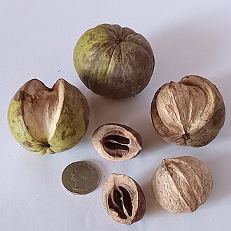 Shellbark Hickory (Carya laciniosa)