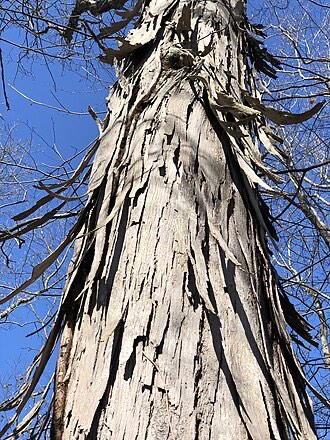 Shagbark Hickory (Carya ovata)