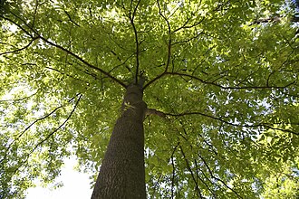 Mockernut Hickory (Carya tomentosa)
