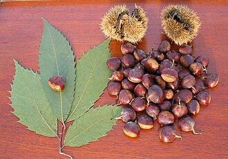 American Chestnut (Castanea dentata)