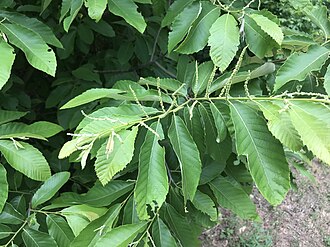 Allegheny Chinquapin (Castanea pumila)