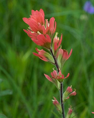 Scarlet Indian Paintbrush (Castilleja coccinea)