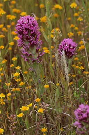 Purple Owl's-clover (Castilleja exserta)