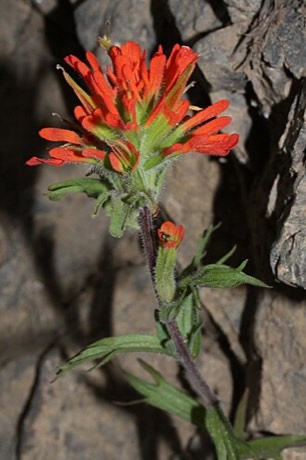 Harsh Paintbrush (Castilleja hispida)
