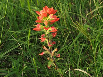 Texas Indian Paintbrush (Castilleja indivisa)