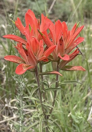 Wholeleaf Indian Paintbrush (Castilleja integra)