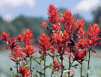 Wyoming Indian Paintbrush (Castilleja linariifolia)