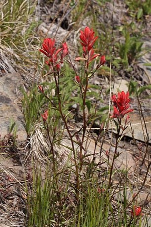 Scarlet Paintbrush (Castilleja miniata)