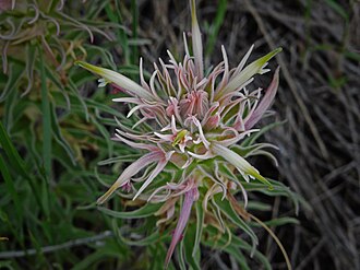Downy Paintbrush (Castilleja sessiliflora)