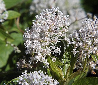 New Jersey Tea (Ceanothus americanus)