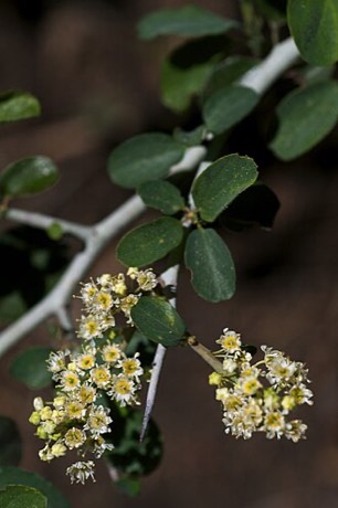 Mountain Whitethorn (Ceanothus cordulatus)