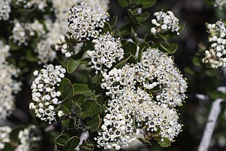 Buckbrush (Ceanothus cuneatus)