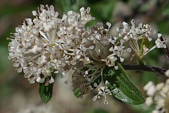 Fendler's Ceanothus (Ceanothus fendleri)
