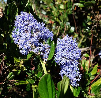 Point Reyes Ceanothus (Ceanothus gloriosus)