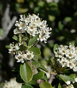 Desert Ceanothus (Ceanothus greggii)