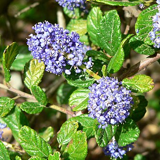 Carmel Ceanothus (Ceanothus griseus)