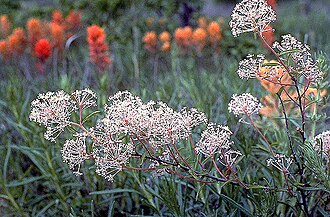 Jersey Tea (Ceanothus herbaceus)