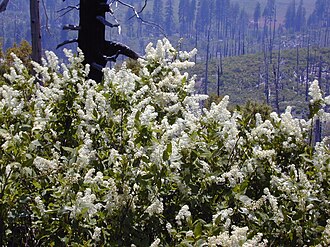 Deerbrush (Ceanothus integerrimus)