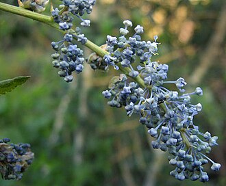 Chaparral Whitethorn (Ceanothus leucodermis)