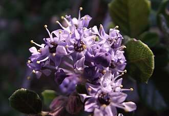 Maritime Ceanothus (Ceanothus maritimus)