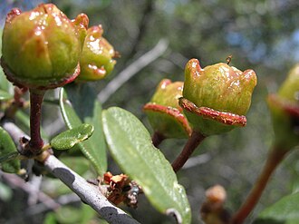 Bigpod Ceanothus (Ceanothus megacarpus)