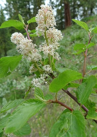 Redstem Ceanothus (Ceanothus sanguineus)