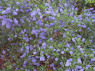 Blueblossom (Ceanothus thyrsiflorus)